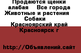 Продаются щенки алабая  - Все города Животные и растения » Собаки   . Красноярский край,Красноярск г.